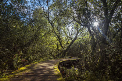 Road amidst trees in forest