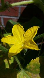 Close-up of yellow flowers