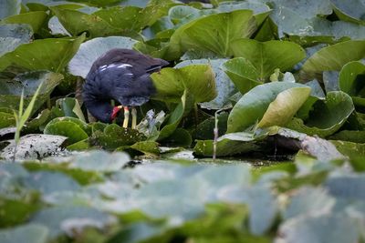 Ducks in a lake