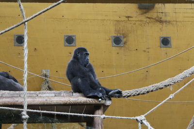 Monkey sitting on wall