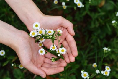 Close-up of hands holding flowering plant