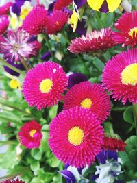 Close-up of flowers blooming outdoors