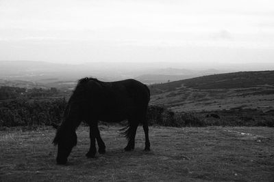 Horse grazing on field against sky