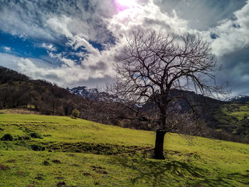 Bare tree on field against sky