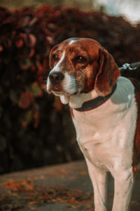 Close-up portrait of dog looking away outdoors