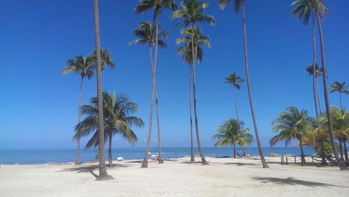 Palm trees on beach against clear blue sky