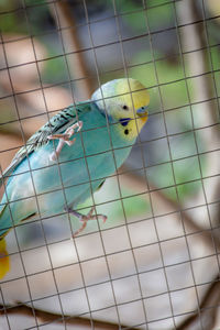 Close-up of a bird