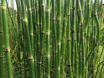 Full frame shot of bamboo plants on field