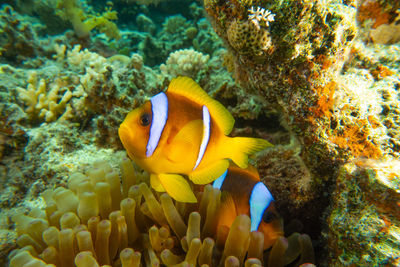 Clownfish in the red sea colorful and beautiful , eilat israel a.e