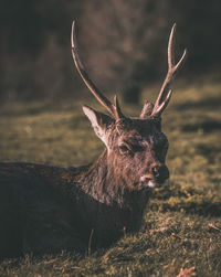 Close-up of deer on field