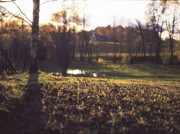 View of trees in forest