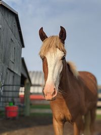 Close-up of horse in ranch against sky