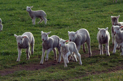 Herd of sheep in a field