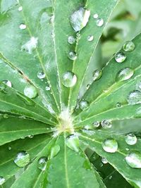 Macro shot of water drops on leaf