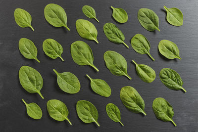 Directly above shot of spinach leaves arranged on black background