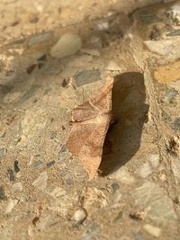 High angle view of dry leaves on rock