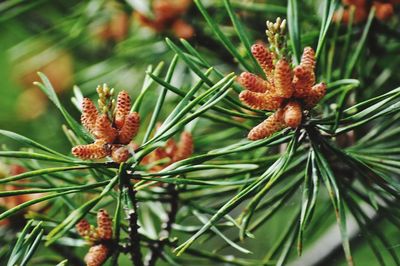 Close-up of pine cones on branch