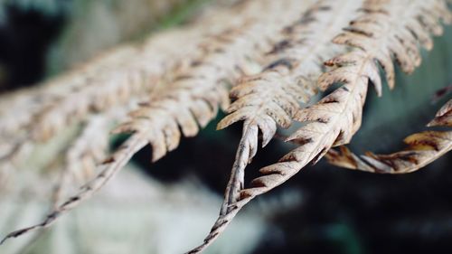 Close-up of dried plant