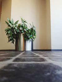 Surface level of potted plant on floor against wall