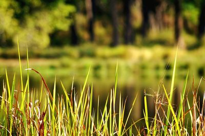 Close-up of fresh green grass in field