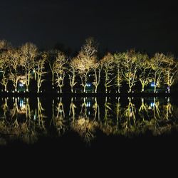 Reflection of trees in water at night