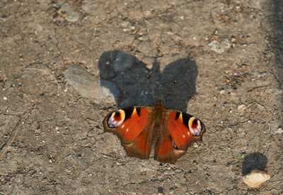 High angle view of butterfly on sand