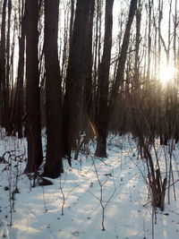 Trees in forest during winter