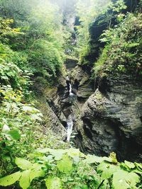 Scenic view of waterfall in forest