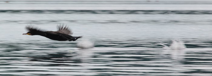 Bird flying over sea