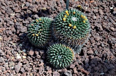 High angle view of cactus growing on field