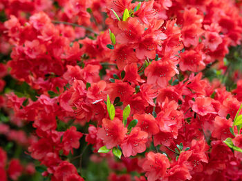 Close-up of red flowering plant