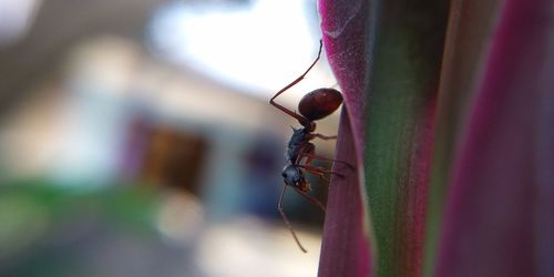 Close-up of ant on plant