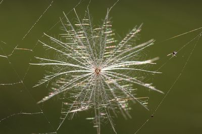 Close-up of spider on web