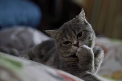 Close-up portrait of a kitten