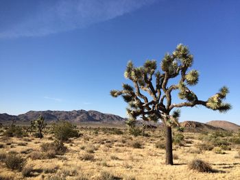 Tree on desert against clear blue sky
