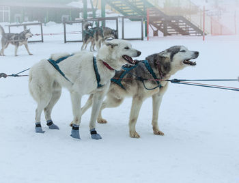 Sled used on nothing man glacier for dog sledders