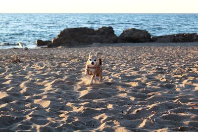 Dog standing on beach by sea against sky