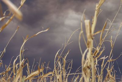 Smoke clouds from wildfires in wyoming and colorado make their way to the corn fields of colorado.