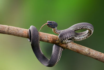 Close-up of lizard on branch