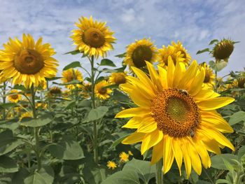 Close-up of sunflowers on flowering plant