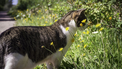 Side view of a cat on field