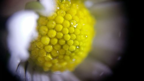 Close-up of water drops on yellow leaf