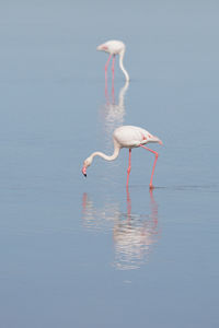 Bird flying over lake