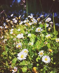 Close-up of white daisy flowers on field
