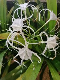 hymenocallis littoralis