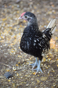 Close-up of a bird on field