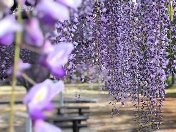 Wisteria flower curtain