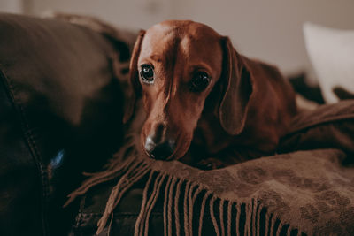 Portrait of brown dog resting on sofa at home