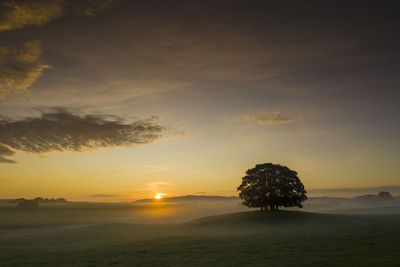 Silhouette trees on field against sky during sunset