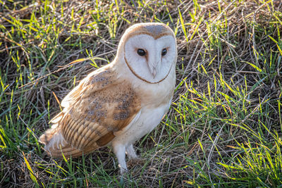 Portrait of owl perching on grass